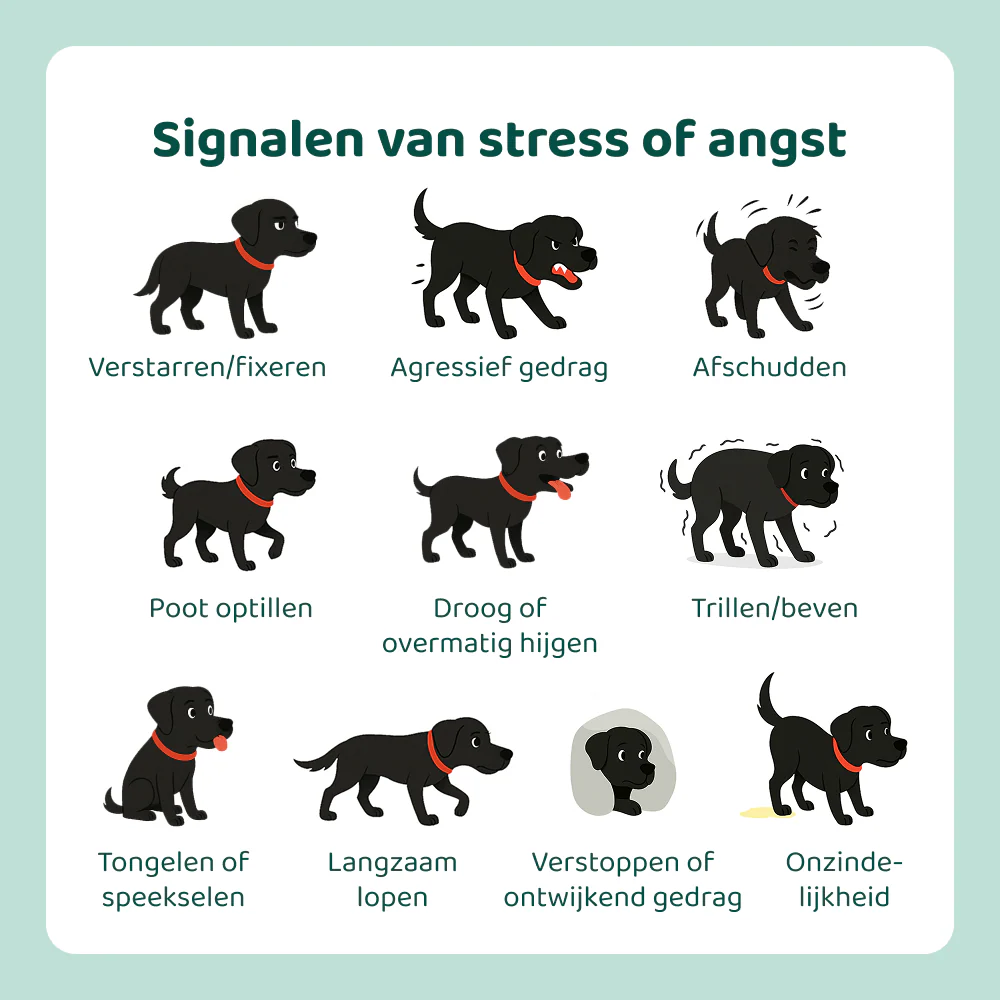 Stress & Angst 🌿 60 snoepjes - Image 6