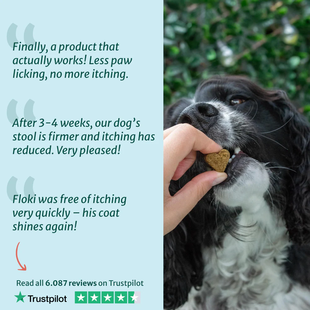 Itch Relief Probiotic Chews | Chicken Flavour | 100% Natural | 60 Soft Chews - Image 7