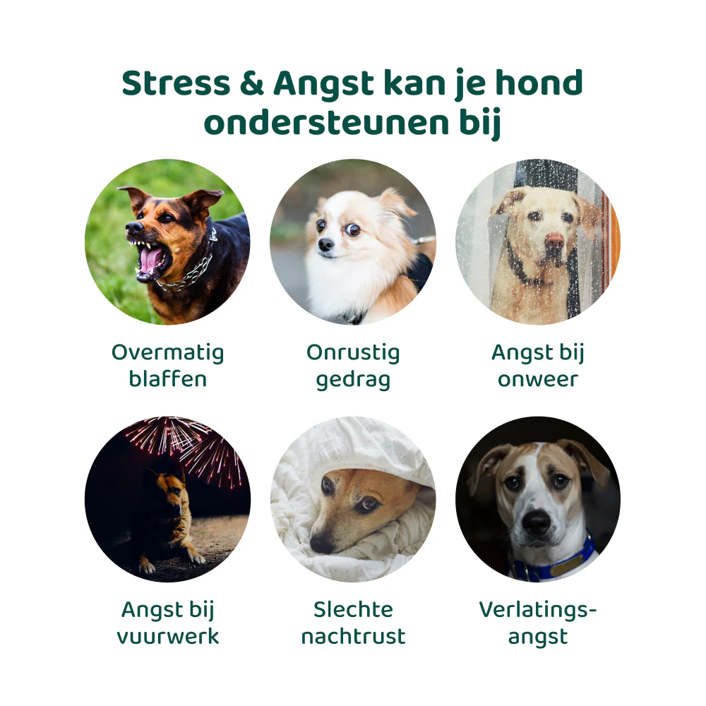 [BUN] Jeuk & Stress - Image 6